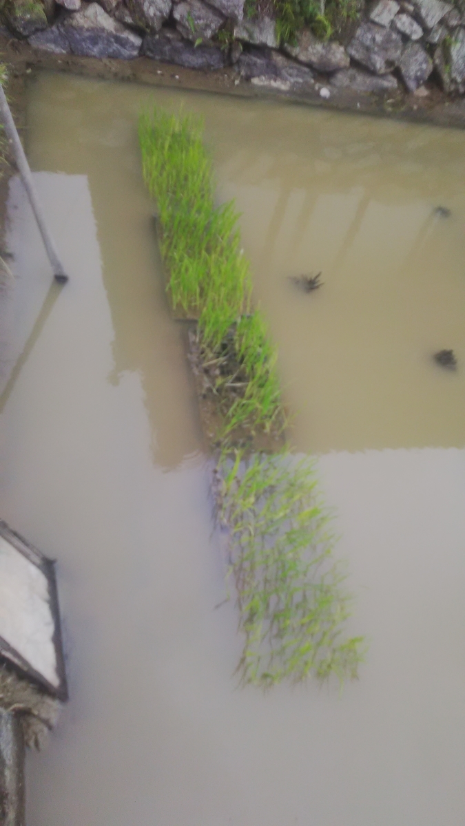 f:id:himitunokobeya:20210616065341j:plain