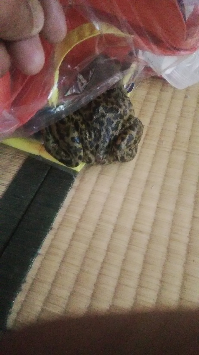 f:id:himitunokobeya:20210625082949j:plain