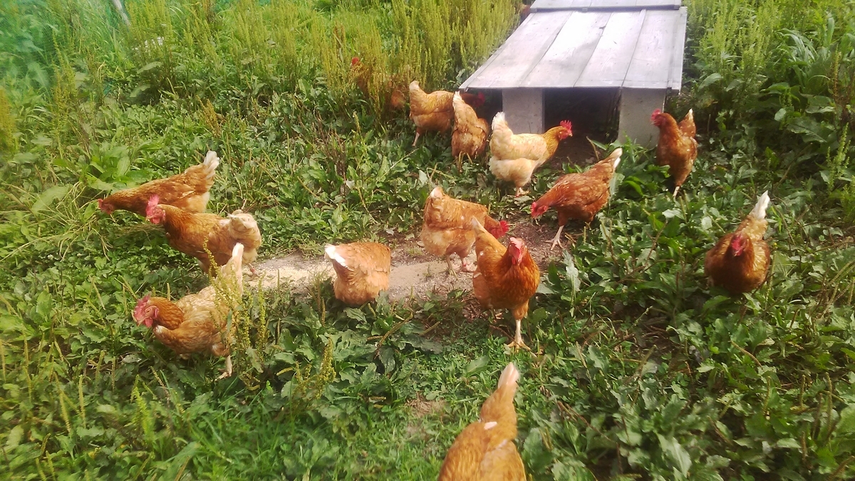 f:id:himitunokobeya:20210708070827j:plain