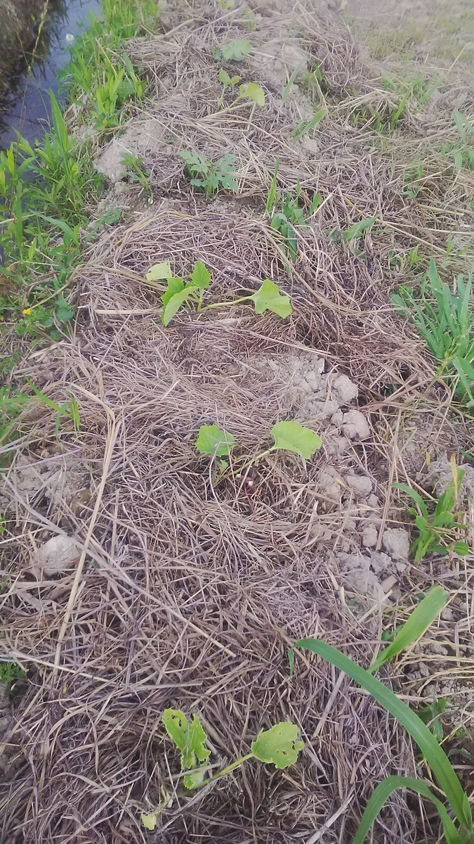 f:id:himitunokobeya:20210708071421j:plain