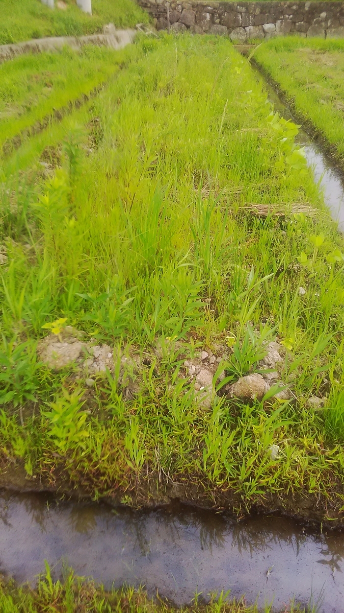 f:id:himitunokobeya:20210708071754j:plain