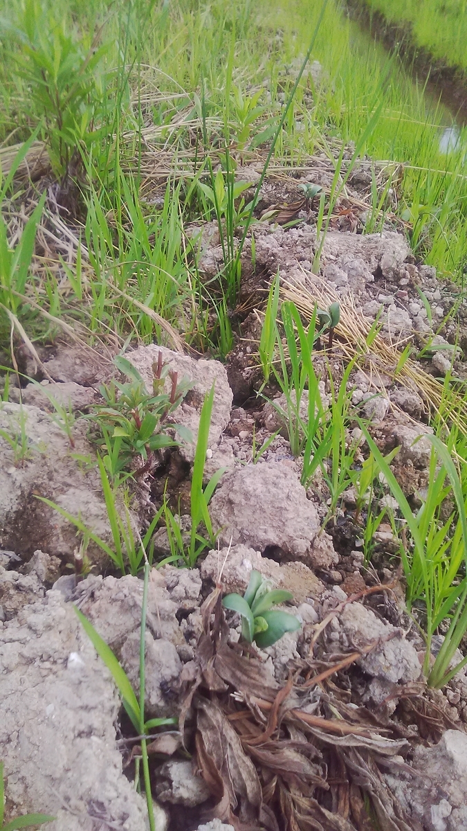 f:id:himitunokobeya:20210708071939j:plain