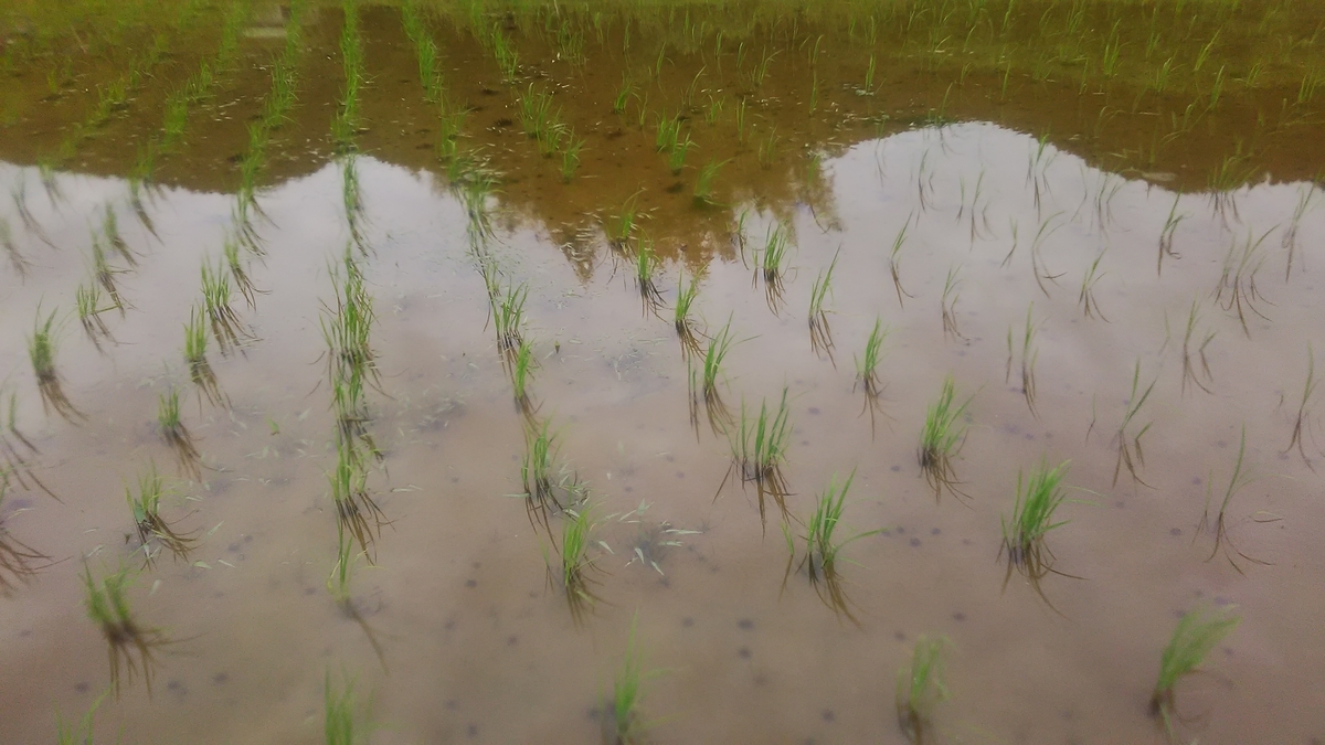 f:id:himitunokobeya:20210708073345j:plain