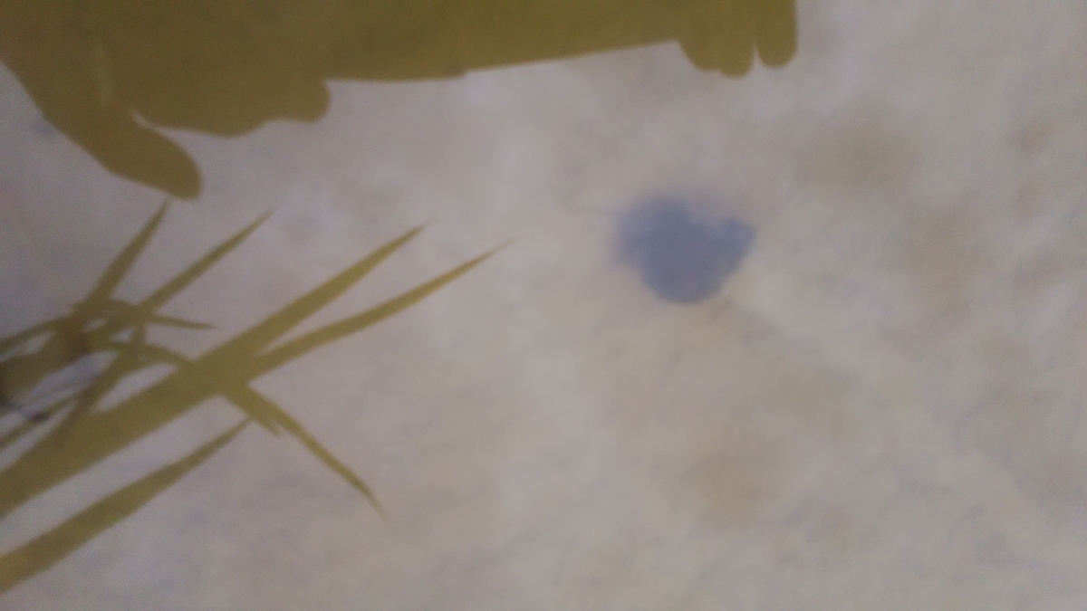 f:id:himitunokobeya:20210708073432j:plain