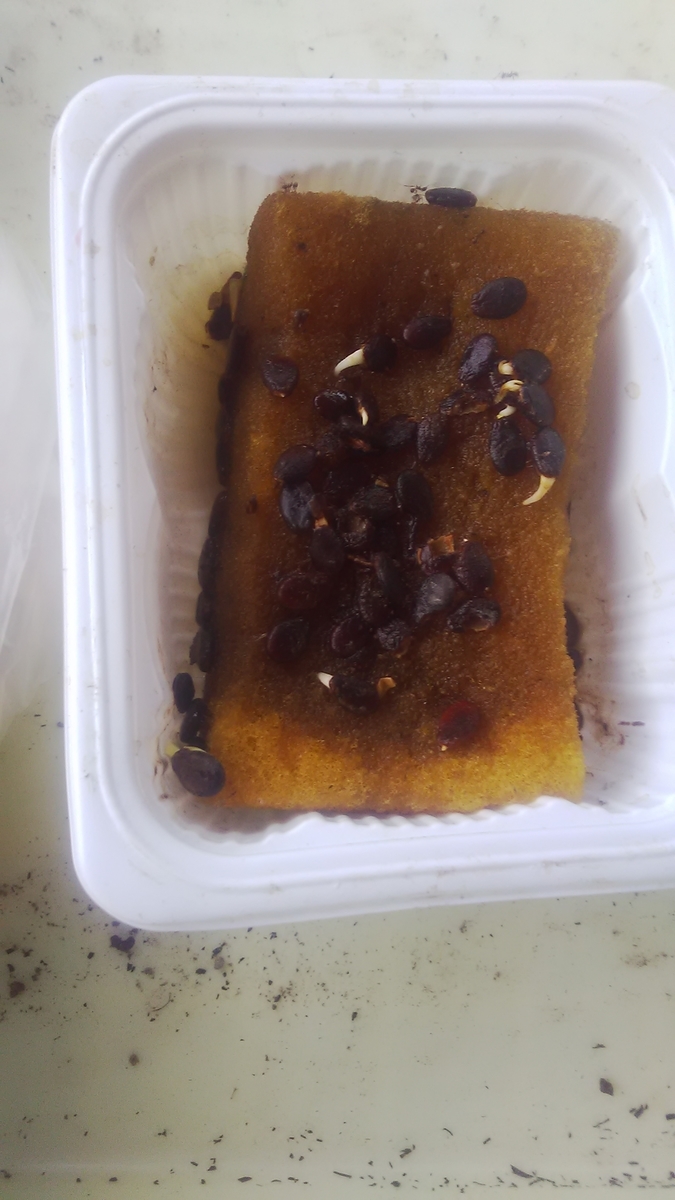 f:id:himitunokobeya:20210708074053j:plain