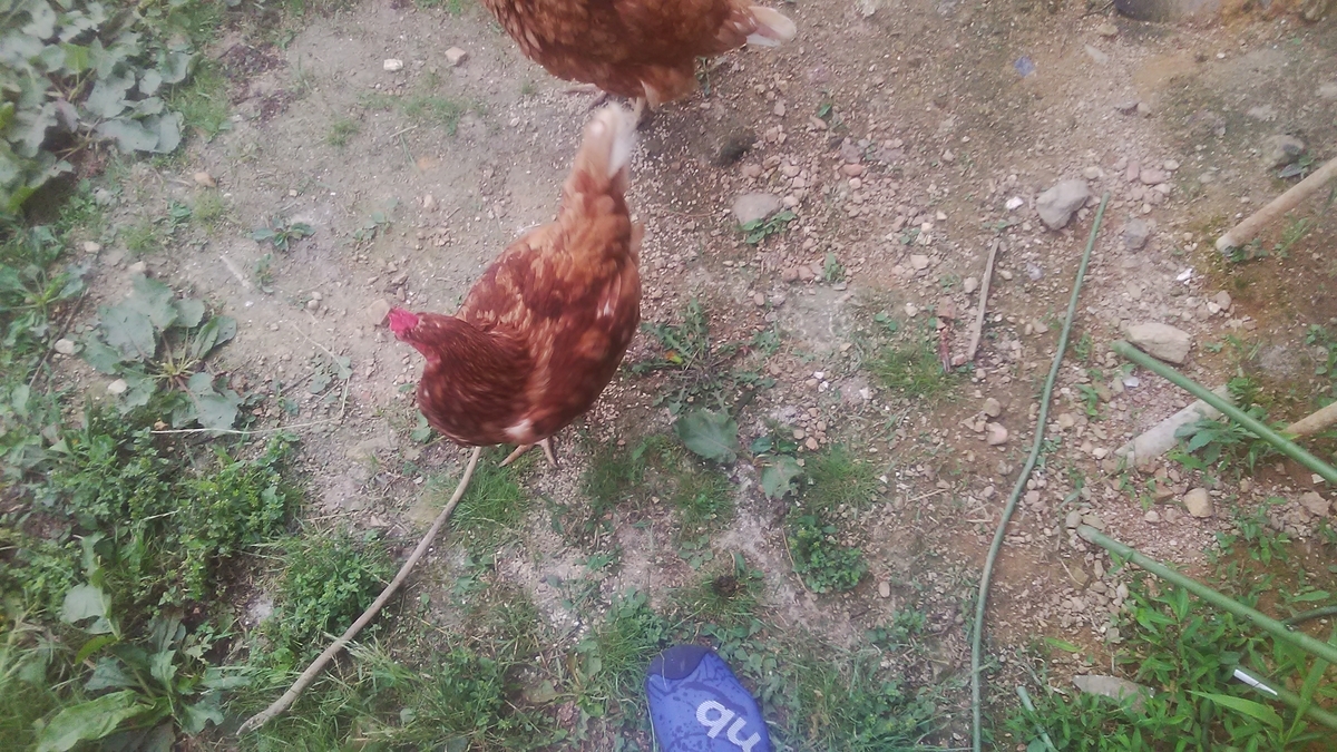 f:id:himitunokobeya:20210708074703j:plain