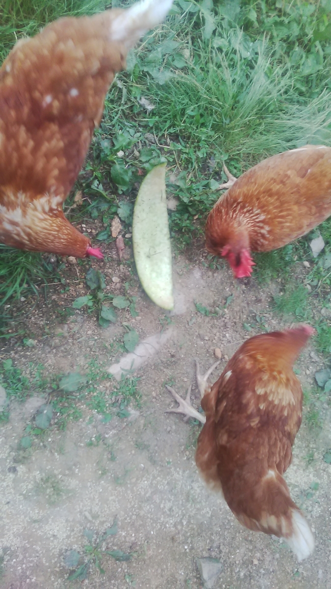 f:id:himitunokobeya:20210708074740j:plain