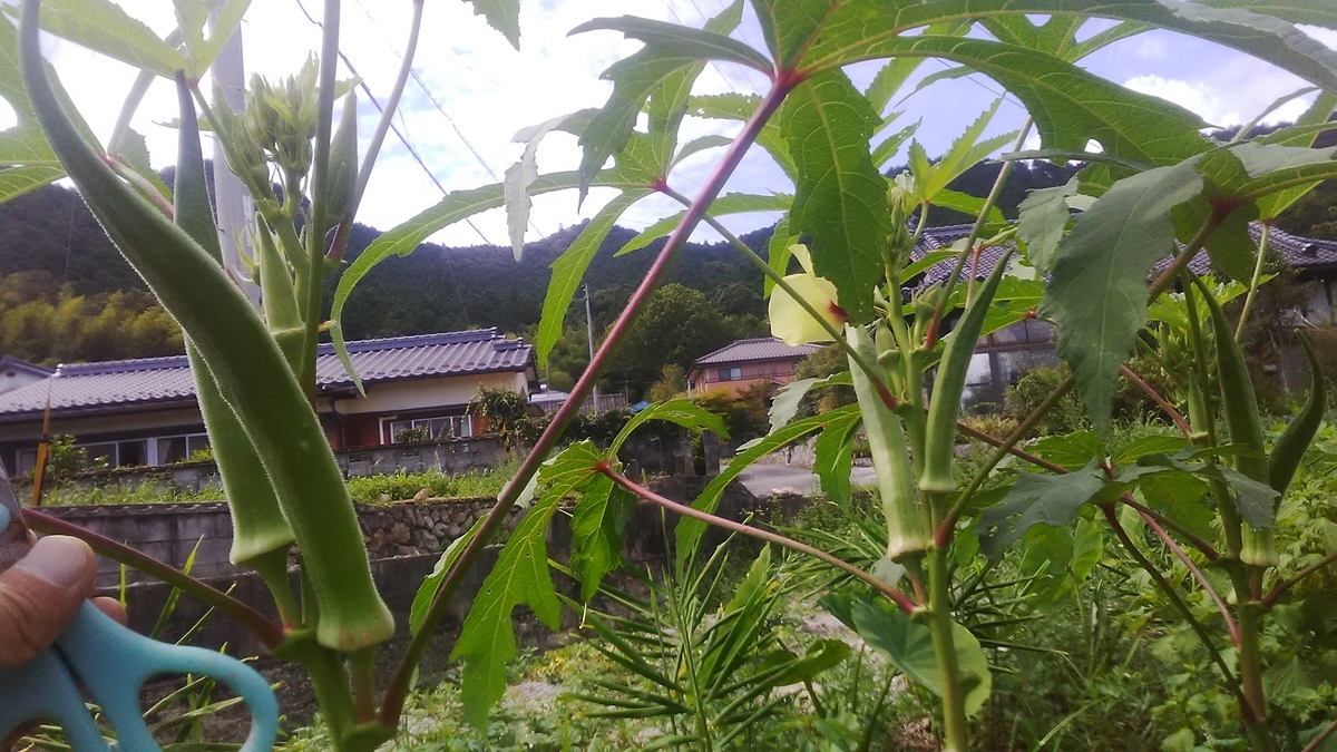 f:id:himitunokobeya:20210907113450j:plain