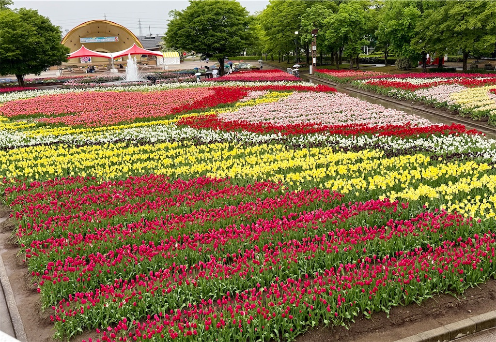f:id:himon-ya:20260506203839j:image