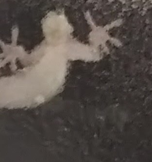 未確認生物 ーumaー エンタメまにあ にゃ