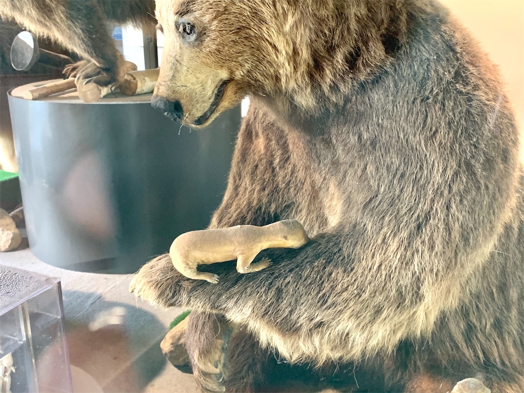 徹底紹介！】ヒグマがすぐそこに。のぼりべつクマ牧場に行ってきました