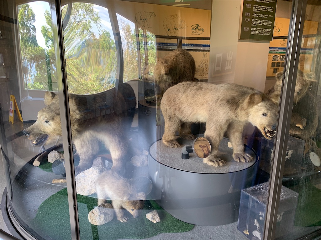 徹底紹介！】ヒグマがすぐそこに。のぼりべつクマ牧場に行ってきました