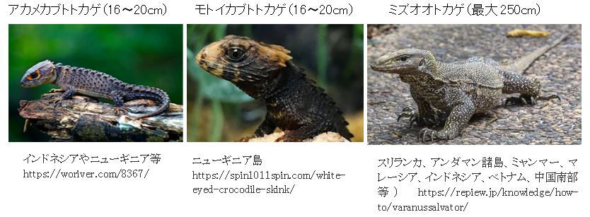 f:id:hinafkin:20201231152952j:plain