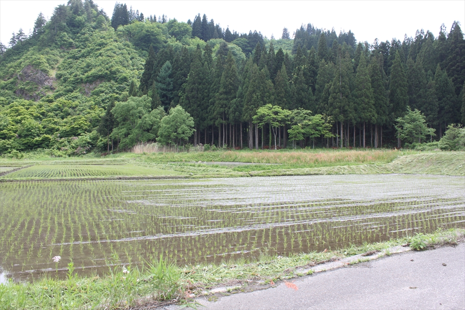 f:id:hinasaki:20200525152454j:plain