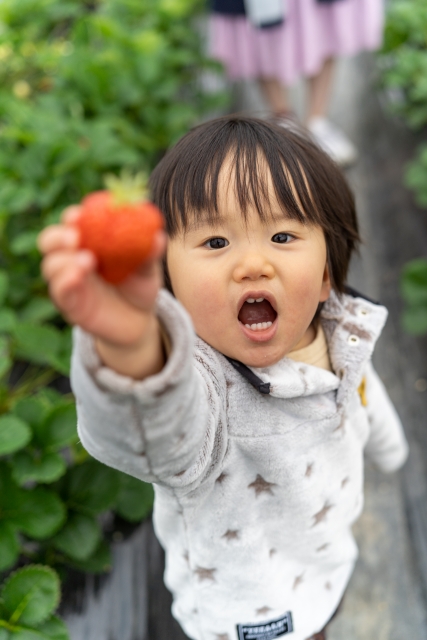 21最新情報 いちご狩りに出かけよう 札幌近郊 北広島 千歳 方面 札幌 札幌近郊 こどもと遊べるイベント スポット紹介