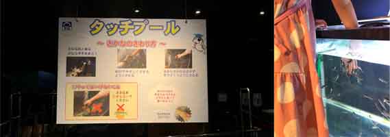 サケのふるさと 千歳水族館 北海道 親子でお出かけ 札幌近郊