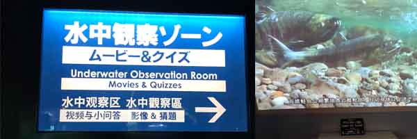 サケのふるさと 千歳水族館 北海道 親子でお出かけ 札幌近郊