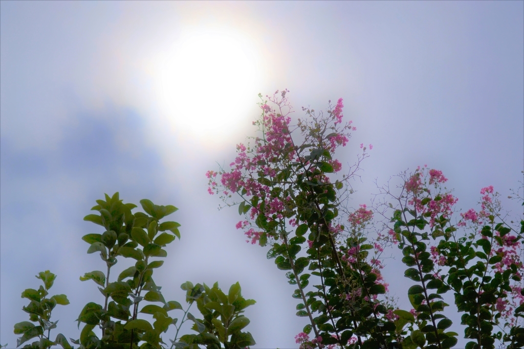 f:id:hinatao-wife:20180905112021j:plain f:id:hinatao-wife:20180905112021j:plain