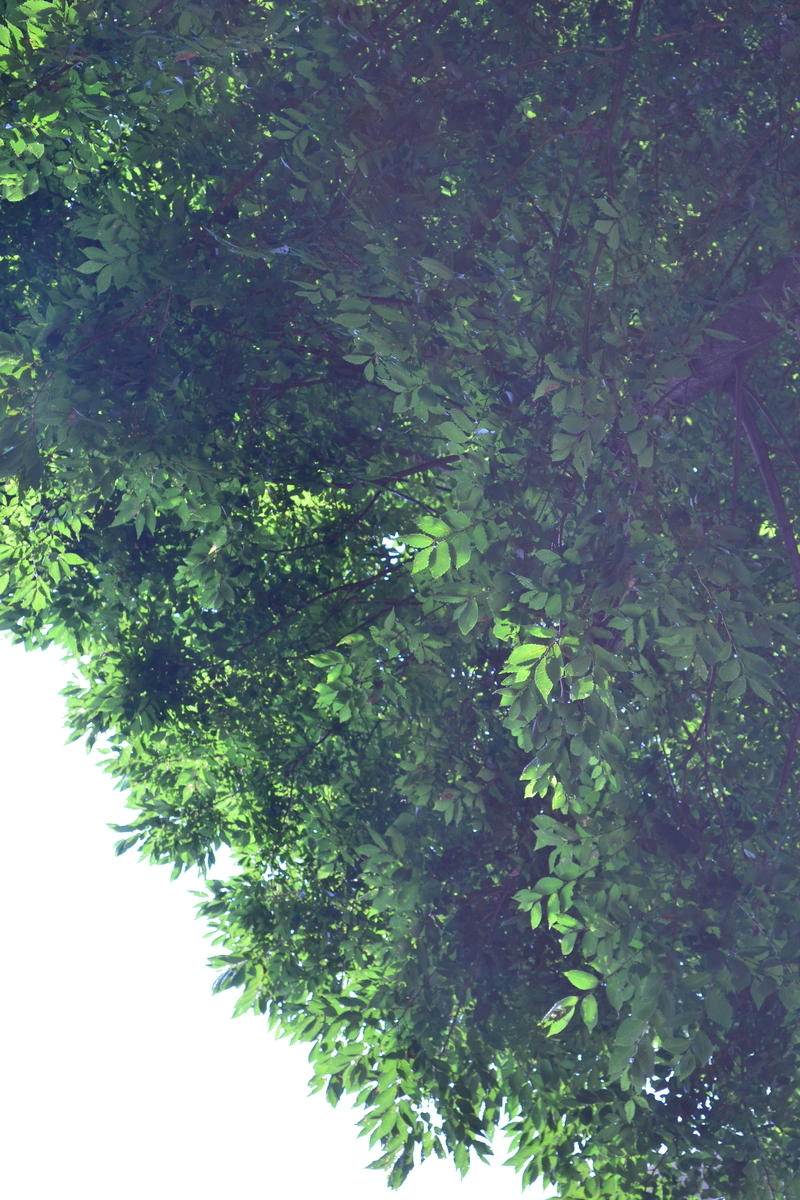 f:id:hinatao-wife:20190726151534j:plain f:id:hinatao-wife:20190726151534j:plain