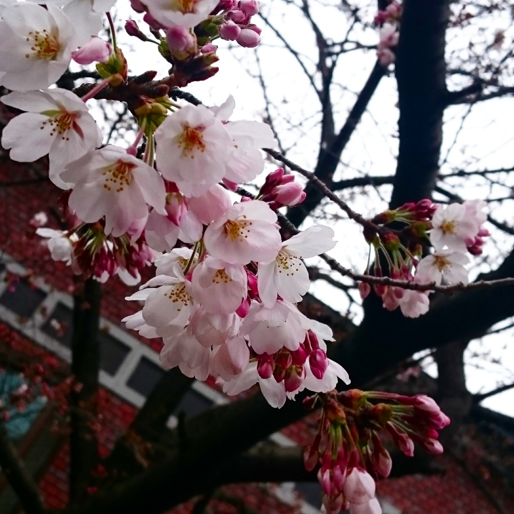 日本の花 桜 Cherry Blossom を英語で説明してみよう 29歳 イギリスに行く