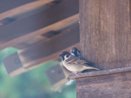 f:id:hinemosk:20201125170834j:plain