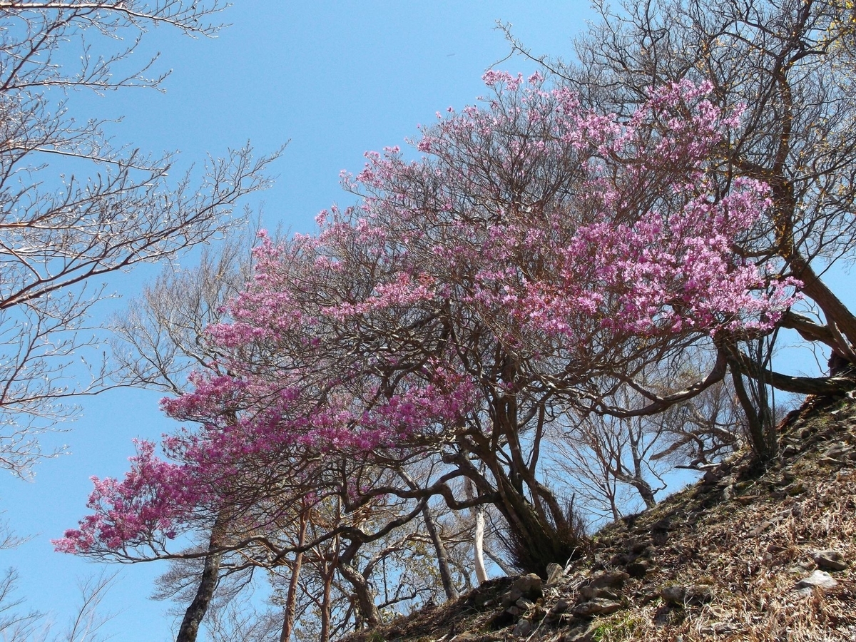 f:id:hinemosu_yamajii:20160501111522j:plain f:id:hinemosu_yamajii:20160501111522j:plain