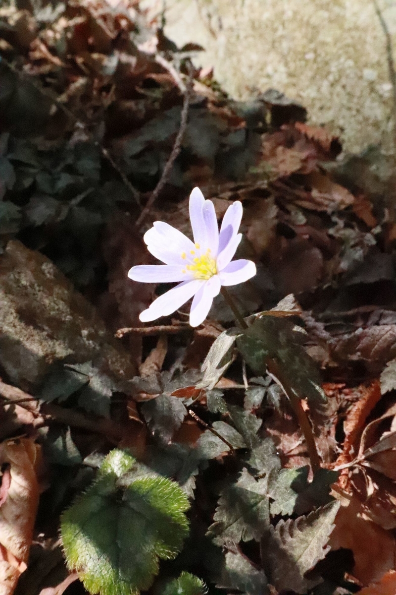 f:id:hinemosu_yamajii:20200401150532j:plain f:id:hinemosu_yamajii:20200401150532j:plain