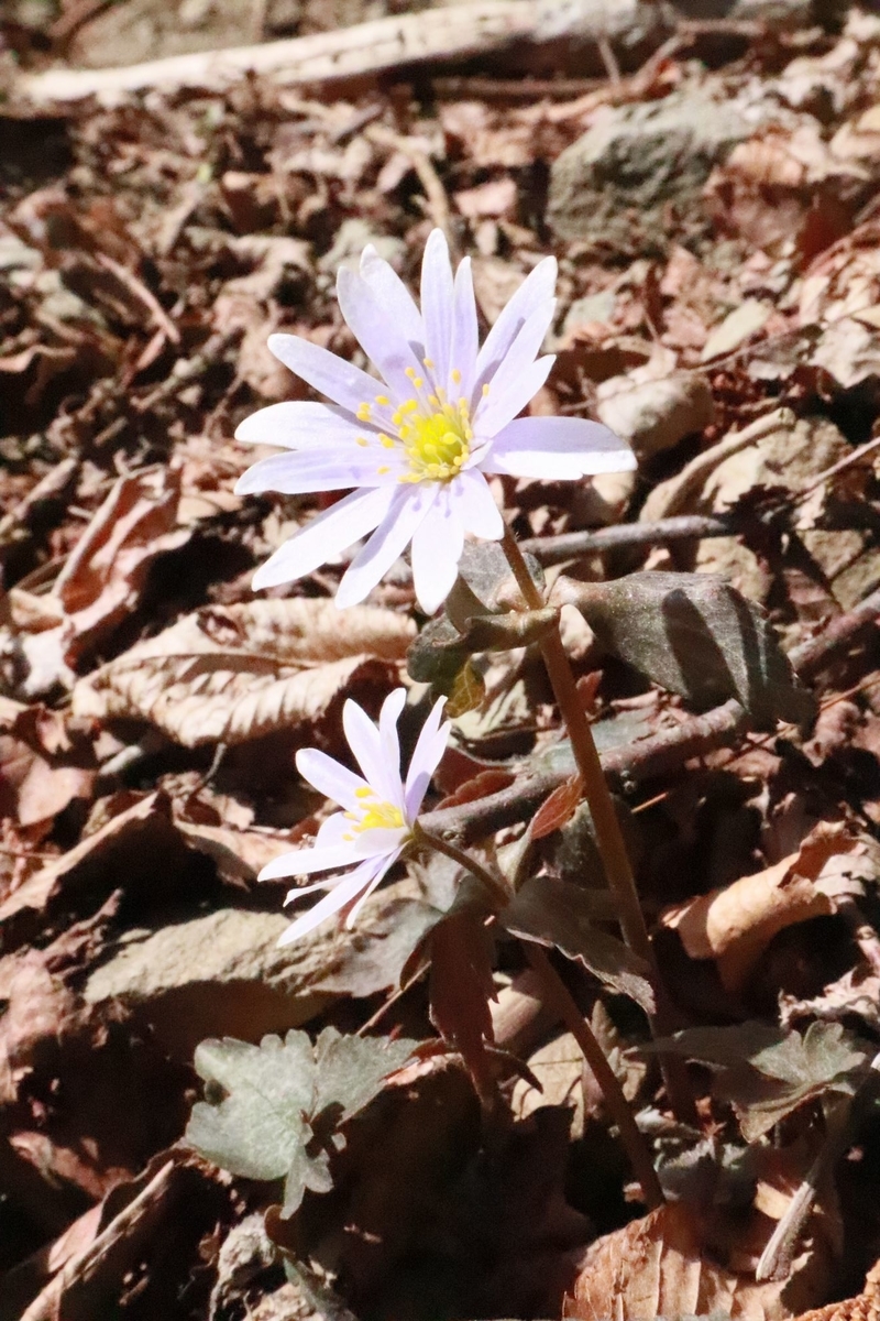 f:id:hinemosu_yamajii:20200401150551j:plain f:id:hinemosu_yamajii:20200401150551j:plain