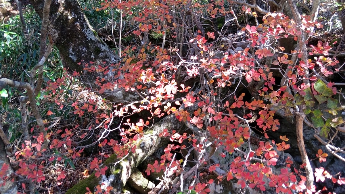 f:id:hinemosu_yamajii:20201027220114j:plain f:id:hinemosu_yamajii:20201027220114j:plain