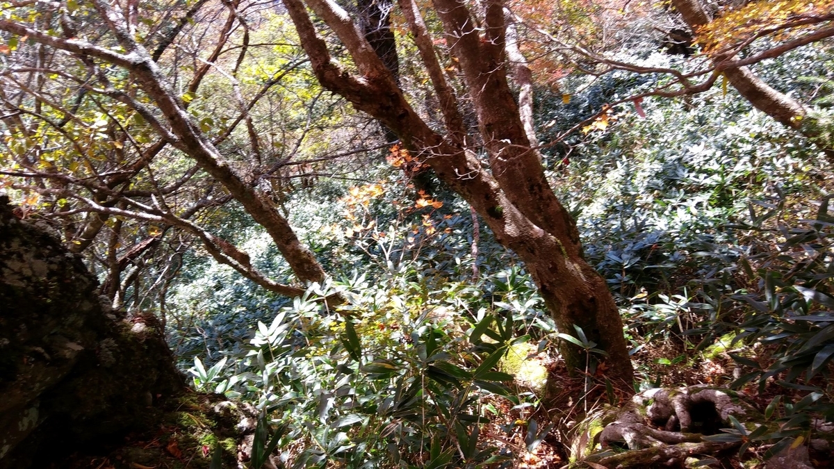 f:id:hinemosu_yamajii:20201027220350j:plain f:id:hinemosu_yamajii:20201027220350j:plain