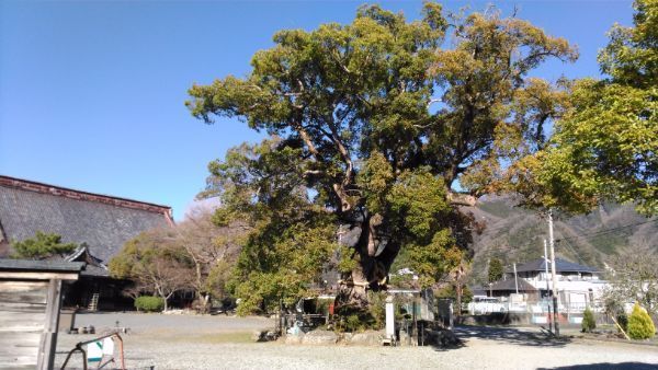 本遠寺のクスノキ