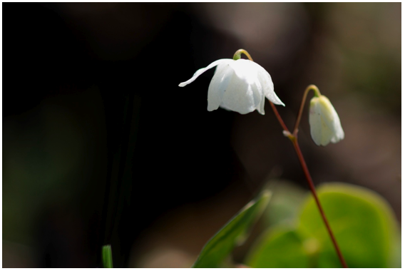 f:id:hinkochi:20110522182710p:image