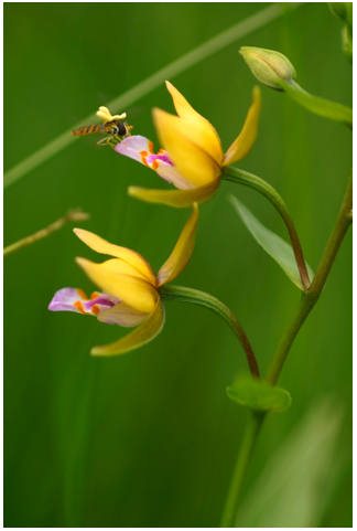 f:id:hinkochi:20110625155405p:image