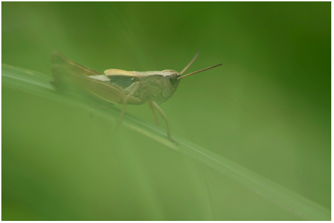 f:id:hinkochi:20110625155406p:image