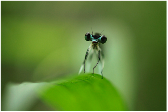 f:id:hinkochi:20110625155409p:image