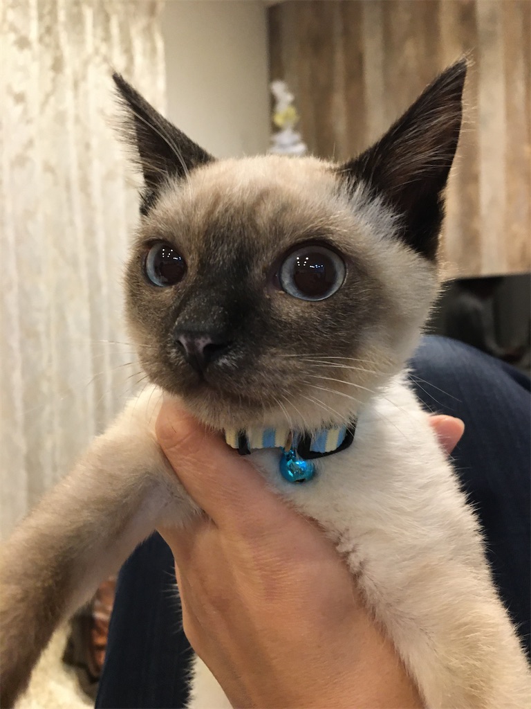この時期に多い胃腸炎😣 - ひので動物クリニックのBlog