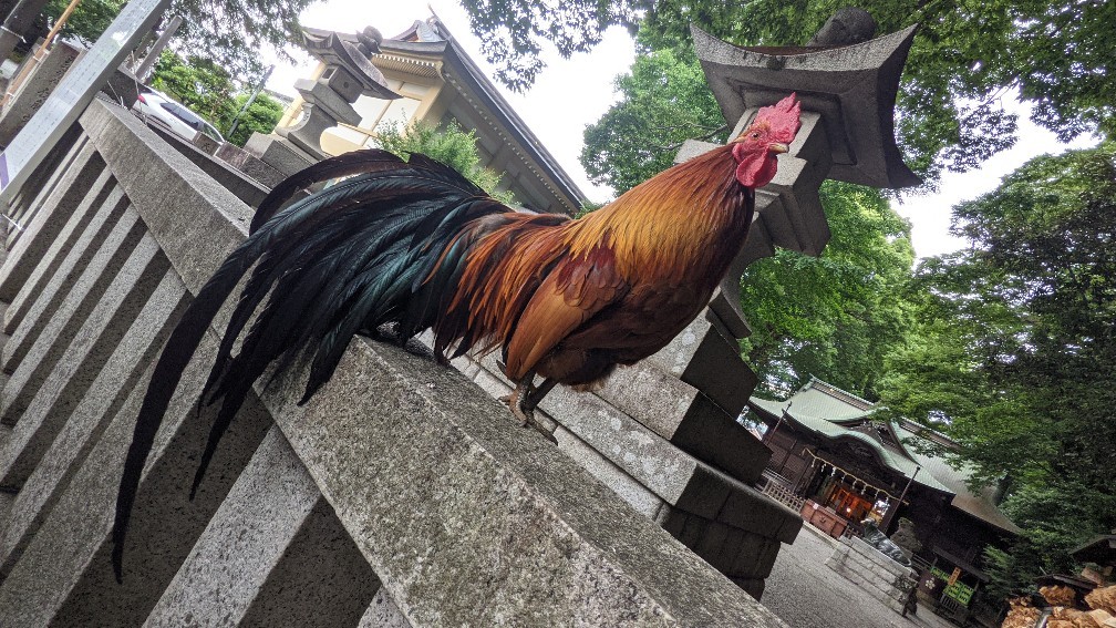 父を想う鎮守の森 谷保天満宮 前 日々是 吉 日