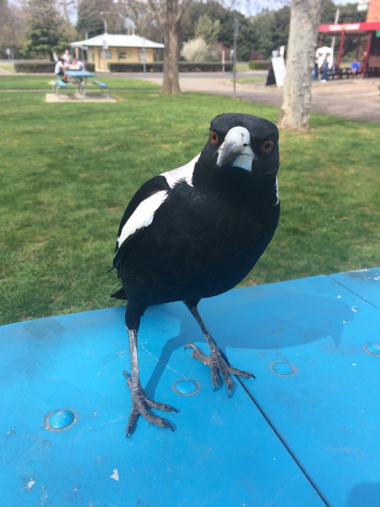 鳥 マグパイ magpie - キャンベラ滞在記