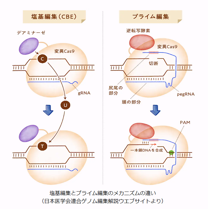 次世代のゲノム編集技術「CRISPR2.0」とは？ - 医知創造ラボ ～脳神経