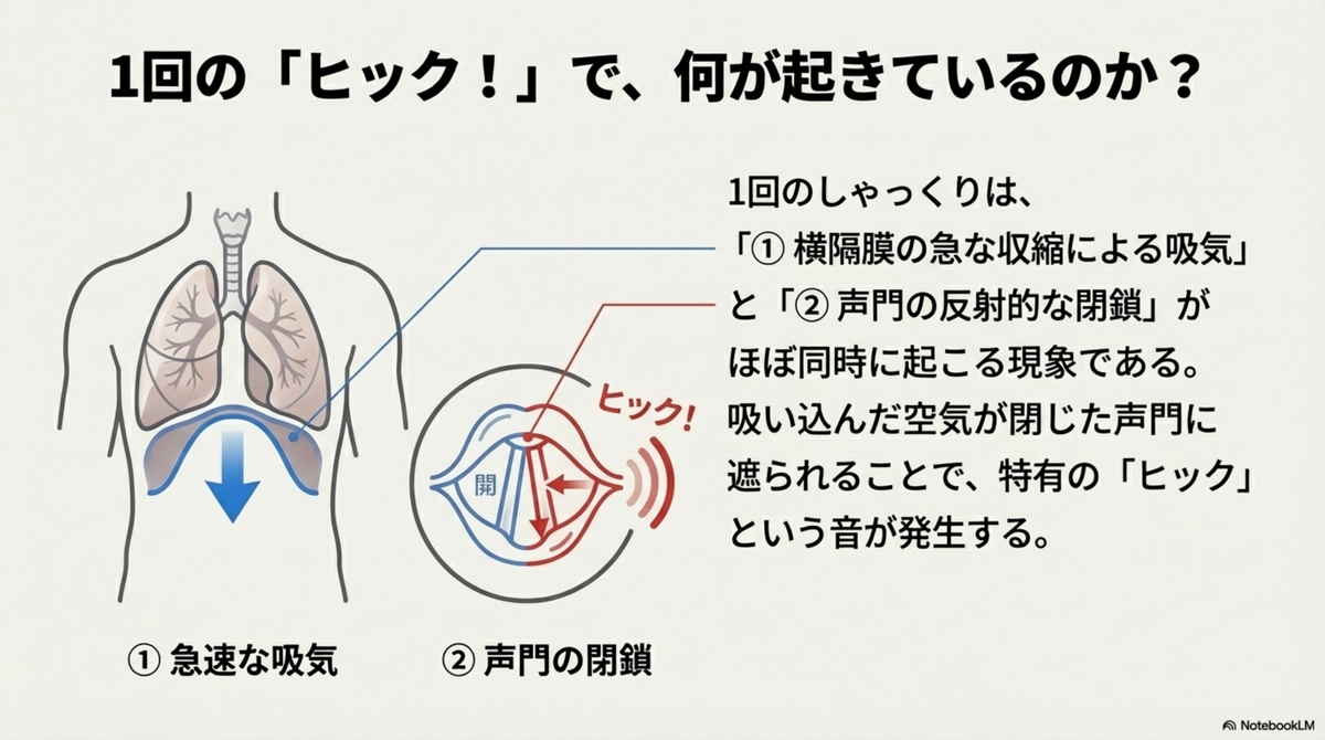 しゃっくりが止まらない原因と治療｜神経反射のメカニズムと止め方の医学的根拠 - 医知創造ラボ ～脳神経内科医がAIで紡ぐ最新医療情報～