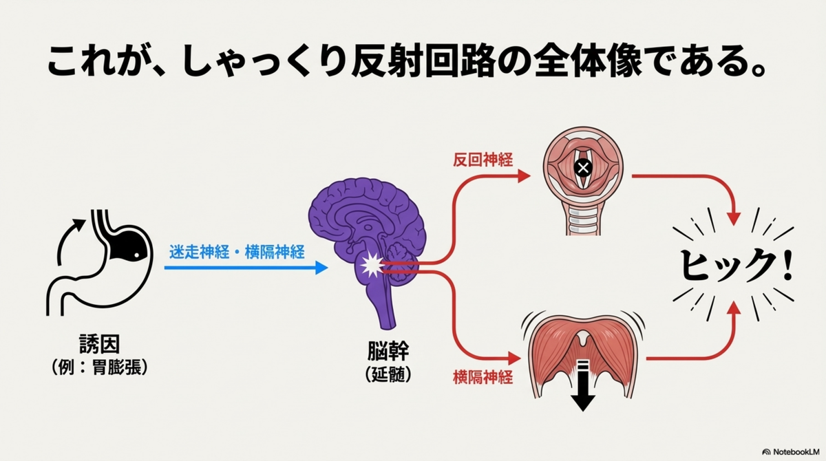 しゃっくりが止まらない原因と治療|神経反射のメカニズムと止め方の医学的根拠 - 医知創造ラボ ~脳神経内科医がAIで紡ぐ最新医療情報~
