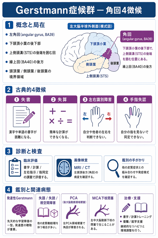 Gerstmann症候群の総説 - 医知創造ラボ ~脳神経内科医がAIで紡ぐ最新医療情報~