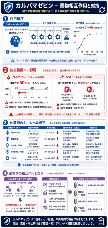 カルバマゼピン薬物相互作用のインフォグラフィック ― CYP3A4等強力誘導/自己誘導2-4週、ワルファリンINR50%低下/DOAC無効化、免疫抑制剤50%以上低下、代替/用量/TDM対策を赤青系で整理