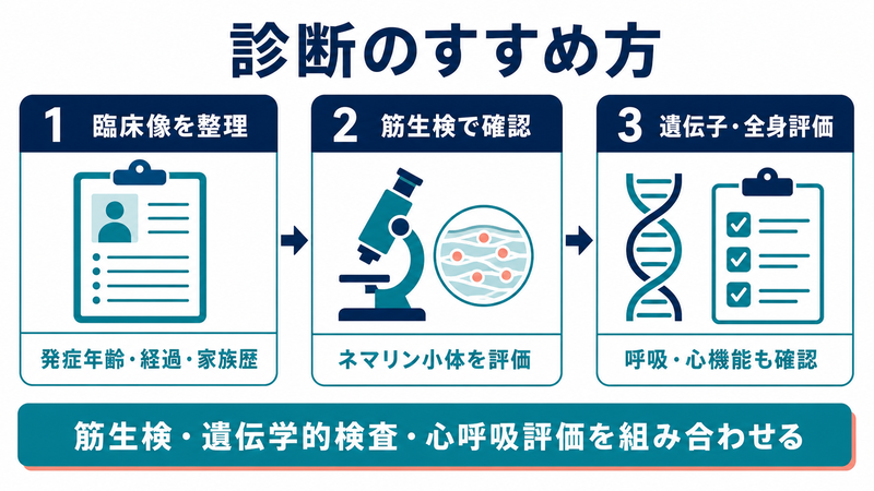 筋生検、遺伝子診断、心臓・呼吸評価を組み合わせ、ネマリンミオパチーの診断を総合的に進めるフロー図
