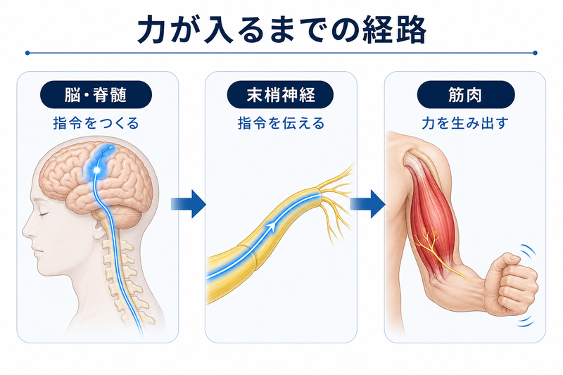 手を動かす指令が脳・脊髄から末梢神経を通って筋肉へ伝わり、どの場所の異常でも筋力低下が起こりうることを示す模式図