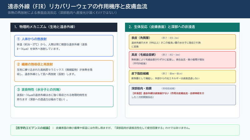 遠赤外線リカバリーウェアの作用機序と皮膚血流