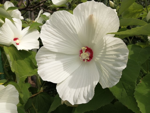 f:id:hioritan:20200822211314j:image