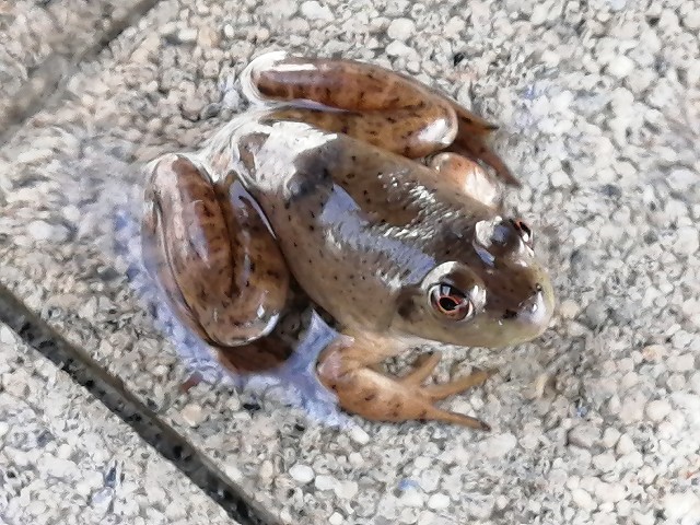 f:id:hioritan:20201124124822j:image f:id:hioritan:20201124124822j:image