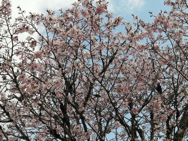 f:id:hioritan:20220513224437j:image f:id:hioritan:20220513224437j:image