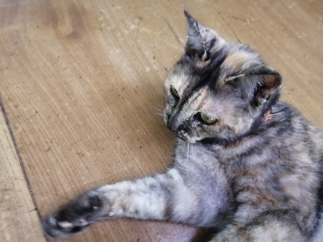 f:id:hioritan:20220822232748j:image